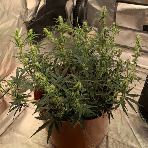 Blueberry Zkittlez Automatic growlog timeline photo
