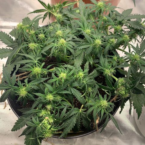 Sweet Tangerine Tango Automatic growlog timeline photo