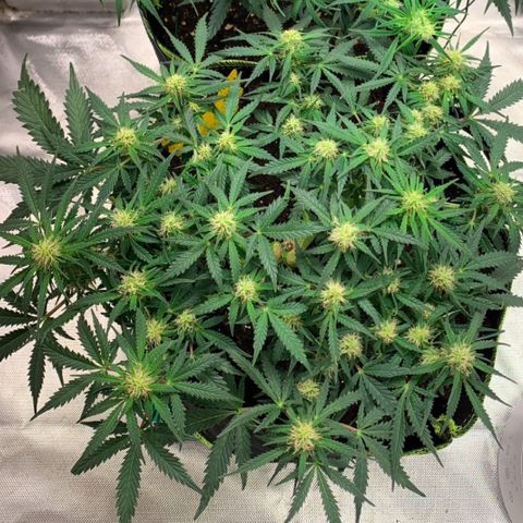 Sweet Tangerine Tango Automatic growlog timeline photo