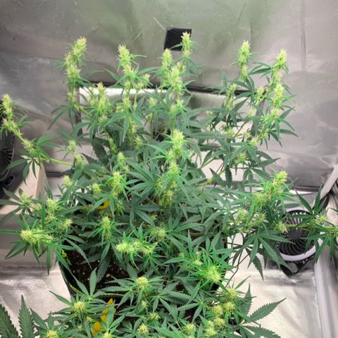 Blueberry Zkittlez Automatic growlog timeline photo