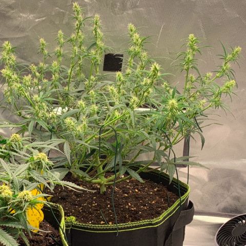 Blueberry Zkittlez Automatic growlog timeline photo