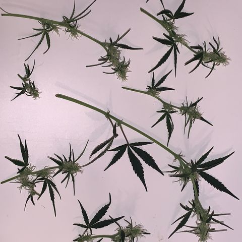 Blueberry Zkittlez Automatic growlog timeline photo