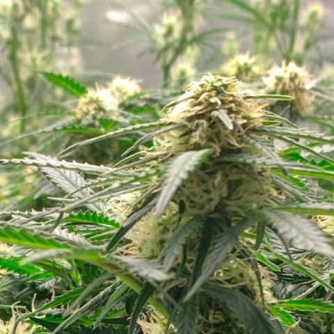 Sweet Tangerine Tango Automatic growlog timeline photo