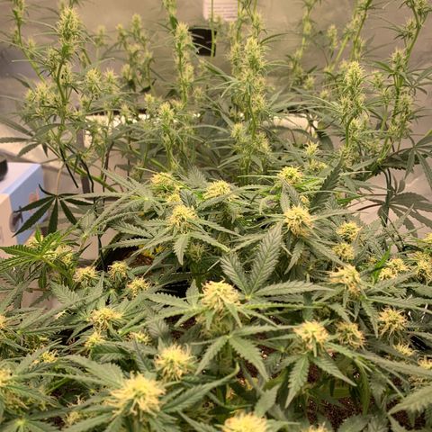 Blueberry Zkittlez Automatic growlog timeline photo