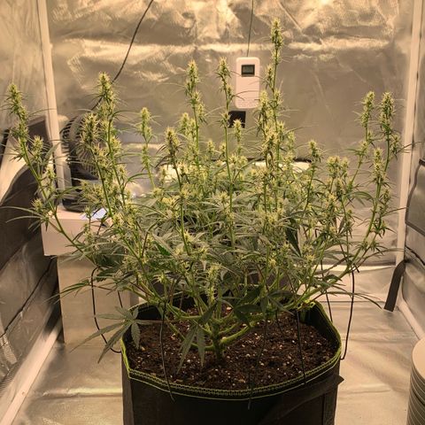Blueberry Zkittlez Automatic growlog timeline photo
