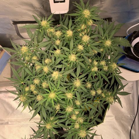 Sweet Tangerine Tango Automatic growlog timeline photo