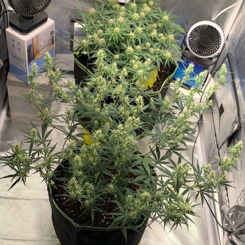 Blueberry Zkittlez Automatic growlog timeline photo