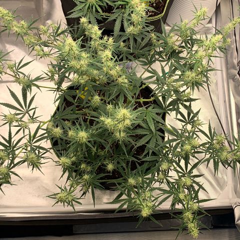 Blueberry Zkittlez Automatic growlog timeline photo