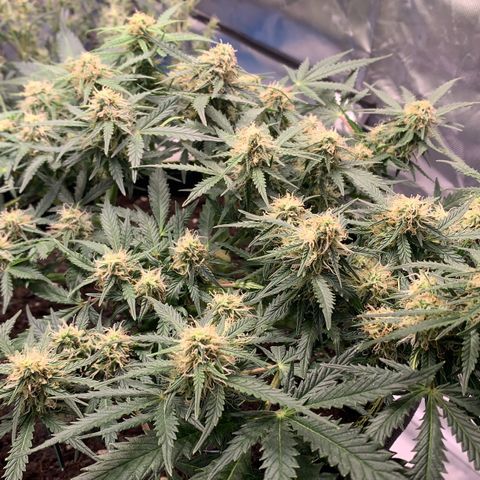 Sweet Tangerine Tango Automatic growlog timeline photo