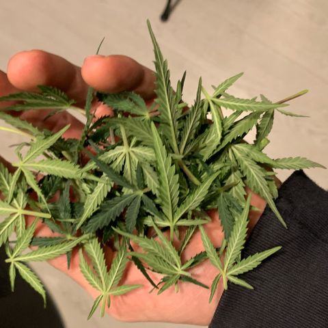 Sweet Tangerine Tango Automatic growlog timeline photo