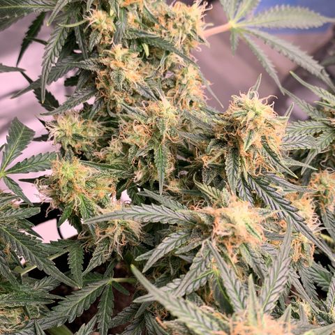 Sweet Tangerine Tango Automatic growlog timeline photo