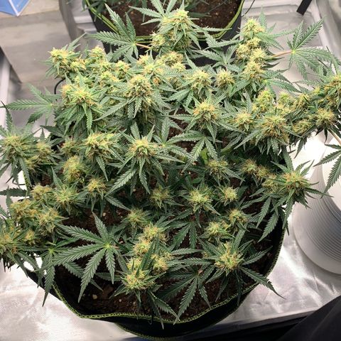 Sweet Tangerine Tango Automatic growlog timeline photo