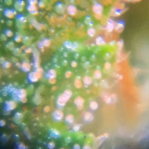 Sweet Tangerine Tango Automatic growlog timeline photo