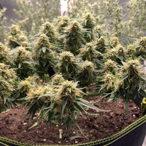 Sweet Tangerine Tango Automatic growlog timeline photo
