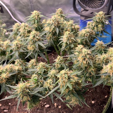 Sweet Tangerine Tango Automatic growlog timeline photo