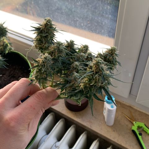 Sweet Tangerine Tango Automatic growlog timeline photo