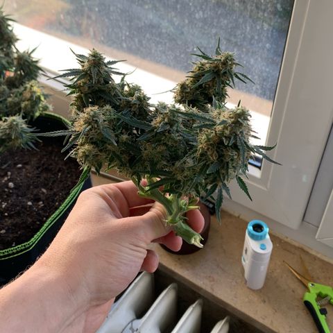 Sweet Tangerine Tango Automatic growlog timeline photo