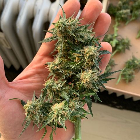 Sweet Tangerine Tango Automatic growlog timeline photo