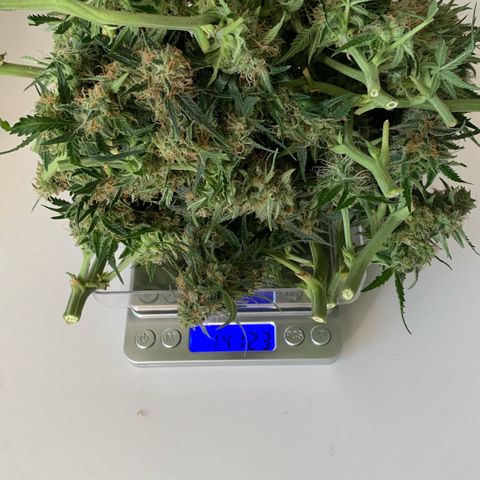 Sweet Tangerine Tango Automatic growlog timeline photo