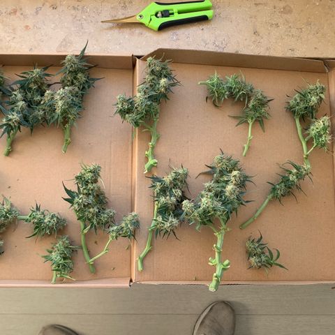 Sweet Tangerine Tango Automatic growlog timeline photo