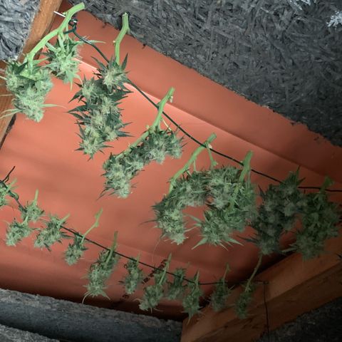 Sweet Tangerine Tango Automatic growlog timeline photo