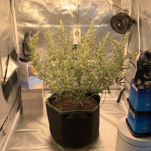 Blueberry Zkittlez Automatic growlog timeline photo