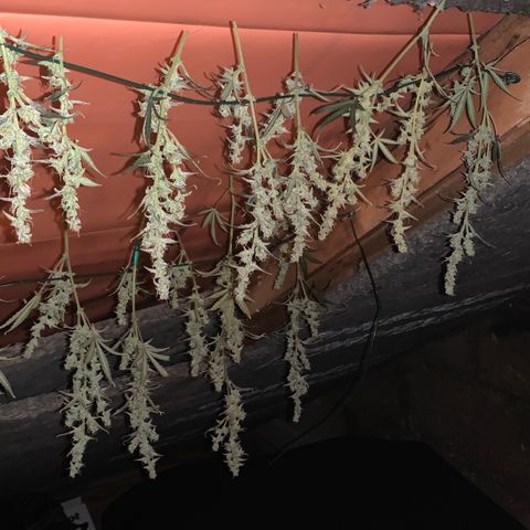 Blueberry Zkittlez Automatic growlog timeline photo
