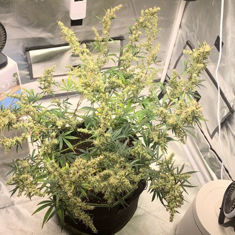 Blueberry Zkittlez Automatic growlog timeline photo