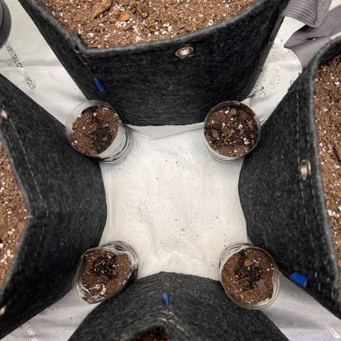 Fire Flame Fuego (FX3) FSTS X SOLFIRE GARDENS DISCORD CUP growlog photo: Right after transferring to soil. Fox Farm Ocean Forest. Still using 8.0 pH water… Trying to get my hands on pH down/up control solutions. 