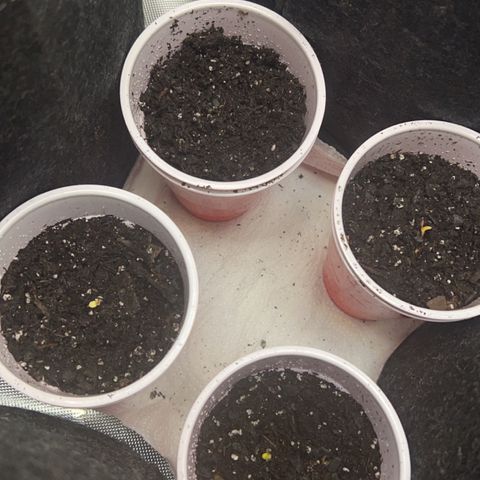 Fire Flame Fuego (FX3) FSTS X SOLFIRE GARDENS DISCORD CUP growlog timeline photo