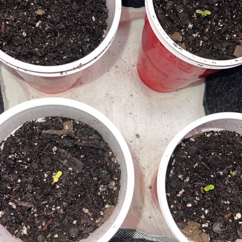Fire Flame Fuego (FX3) FSTS X SOLFIRE GARDENS DISCORD CUP growlog timeline photo