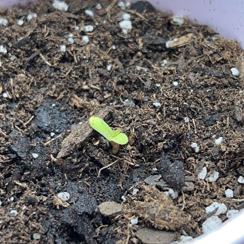 Fire Flame Fuego (FX3) FSTS X SOLFIRE GARDENS DISCORD CUP growlog photo: 12:58 AM 1 plant still not breaking shell. 1 plant could possibly be overwatered and dead, not a definite but possible. 
