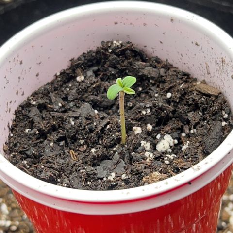 Fire Flame Fuego (FX3) FSTS X SOLFIRE GARDENS DISCORD CUP growlog photo: 12:58 AM 1 plant still not breaking shell. 1 plant could possibly be overwatered and dead, not a definite but possible. 