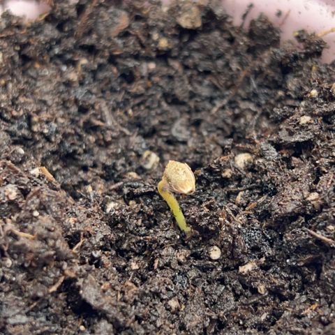 Fire Flame Fuego (FX3) FSTS X SOLFIRE GARDENS DISCORD CUP growlog photo: 12:58 AM 1 plant still not breaking shell. 1 plant could possibly be overwatered and dead, not a definite but possible. 