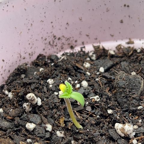 Fire Flame Fuego (FX3) FSTS X SOLFIRE GARDENS DISCORD CUP growlog photo: 12:58 AM 1 plant still not breaking shell. 1 plant could possibly be overwatered and dead, not a definite but possible. 