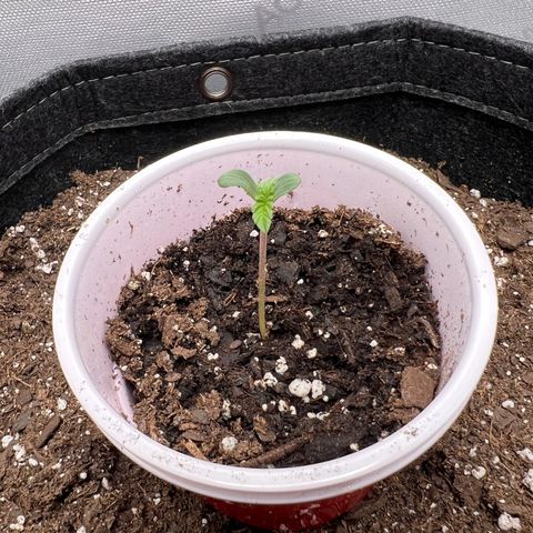 Fire Flame Fuego (FX3) FSTS X SOLFIRE GARDENS DISCORD CUP growlog timeline photo