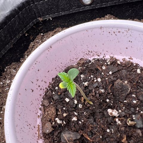 Fire Flame Fuego (FX3) FSTS X SOLFIRE GARDENS DISCORD CUP growlog timeline photo