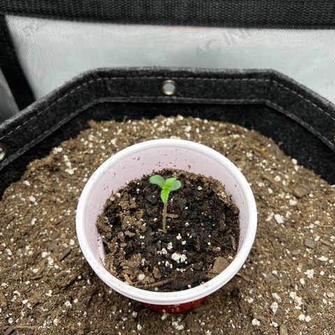 Fire Flame Fuego (FX3) FSTS X SOLFIRE GARDENS DISCORD CUP growlog timeline photo