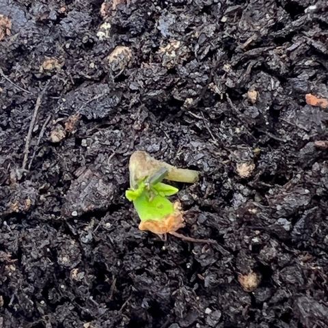 Fire Flame Fuego (FX3) FSTS X SOLFIRE GARDENS DISCORD CUP growlog timeline photo