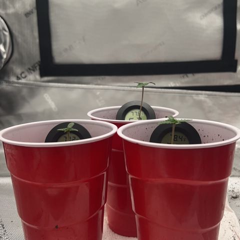 Fire Flame Fuego (FX3) FSTS X SOLFIRE GARDENS DISCORD CUP growlog timeline photo