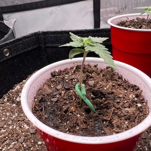 Fire Flame Fuego (FX3) FSTS X SOLFIRE GARDENS DISCORD CUP growlog timeline photo