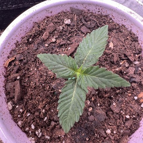 Fire Flame Fuego (FX3) FSTS X SOLFIRE GARDENS DISCORD CUP growlog timeline photo