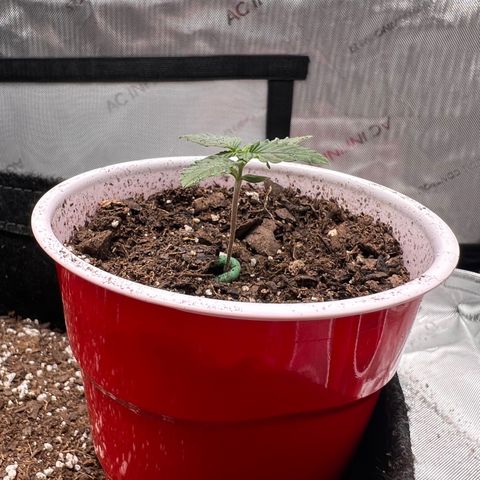 Fire Flame Fuego (FX3) FSTS X SOLFIRE GARDENS DISCORD CUP growlog timeline photo