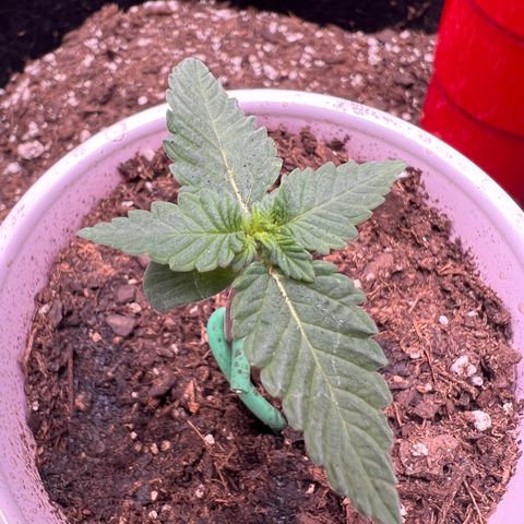 Fire Flame Fuego (FX3) FSTS X SOLFIRE GARDENS DISCORD CUP growlog timeline photo