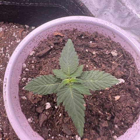 Fire Flame Fuego (FX3) FSTS X SOLFIRE GARDENS DISCORD CUP growlog timeline photo