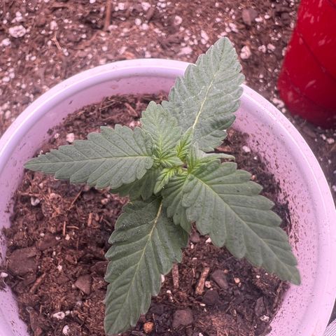 Fire Flame Fuego (FX3) FSTS X SOLFIRE GARDENS DISCORD CUP growlog timeline photo