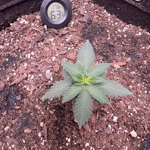 Fire Flame Fuego (FX3) FSTS X SOLFIRE GARDENS DISCORD CUP growlog timeline photo