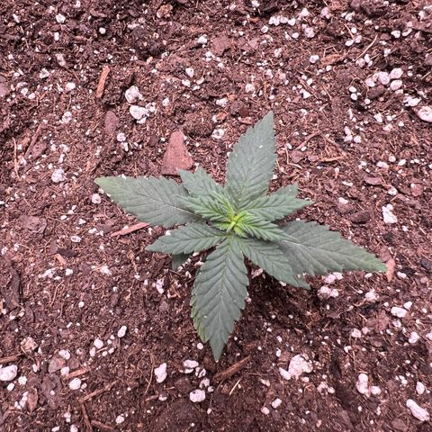 Fire Flame Fuego (FX3) FSTS X SOLFIRE GARDENS DISCORD CUP growlog timeline photo