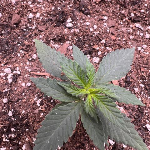 Fire Flame Fuego (FX3) FSTS X SOLFIRE GARDENS DISCORD CUP growlog timeline photo