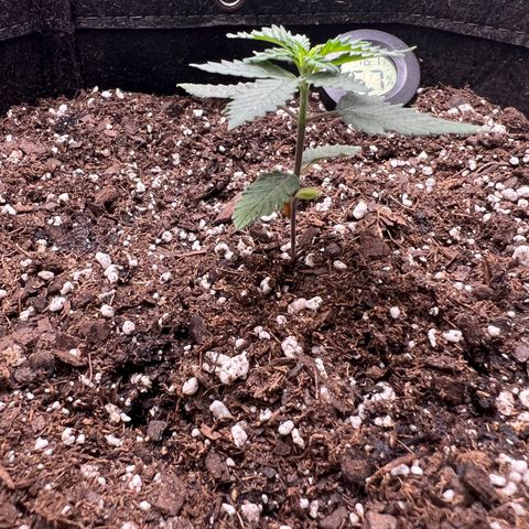 Fire Flame Fuego (FX3) FSTS X SOLFIRE GARDENS DISCORD CUP growlog timeline photo